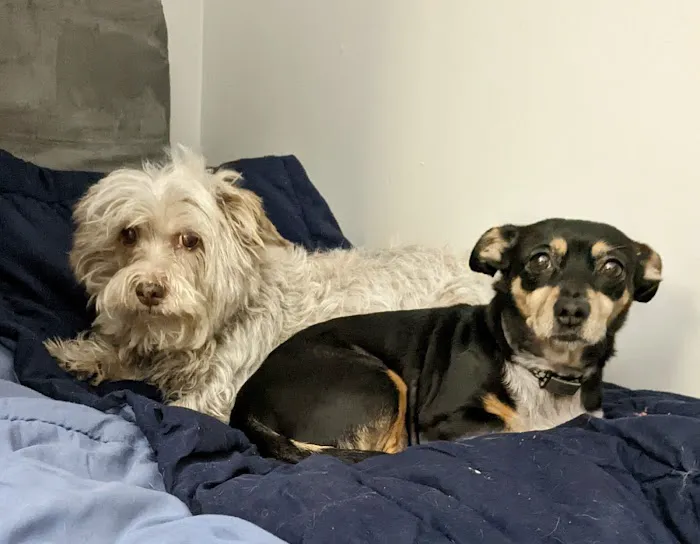Blue Ridge Animal Hospital Inc 5