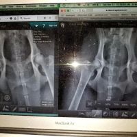 Blue Ridge Animal Hospital Inc: Wagener, Al V.M.D. ico