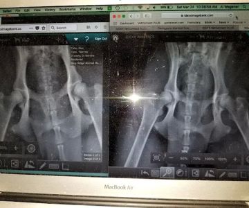 Blue Ridge Animal Hospital Inc: Wagener, Al V.M.D.