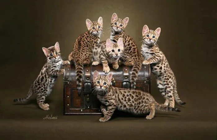 Blue Ridge Mountain Bengals 2
