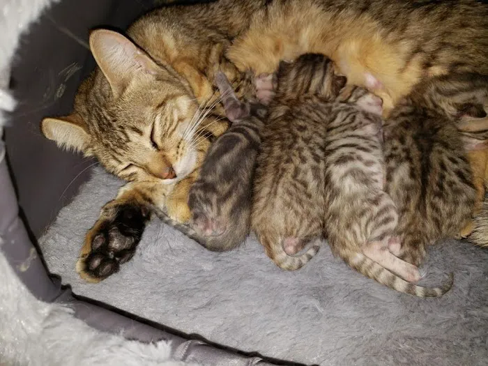 Blue Ridge Mountain Bengals 4