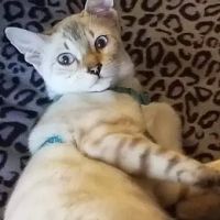 Blue Ridge Mountain Bengals ico