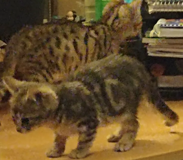 Blue Ridge Mountain Bengals 9