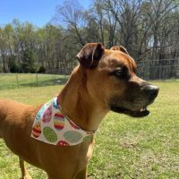 Circle M Animal Hospital ico