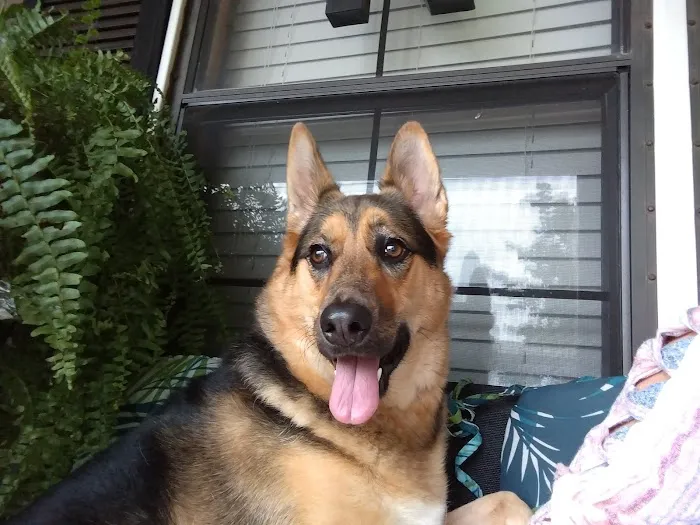 Cherryville Animal Hospital 5