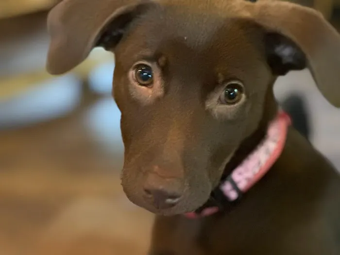 Cherryville Animal Hospital 1