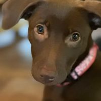 Cherryville Animal Hospital ico