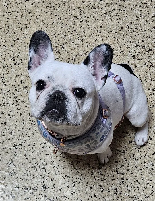 Cherryville Animal Hospital 8