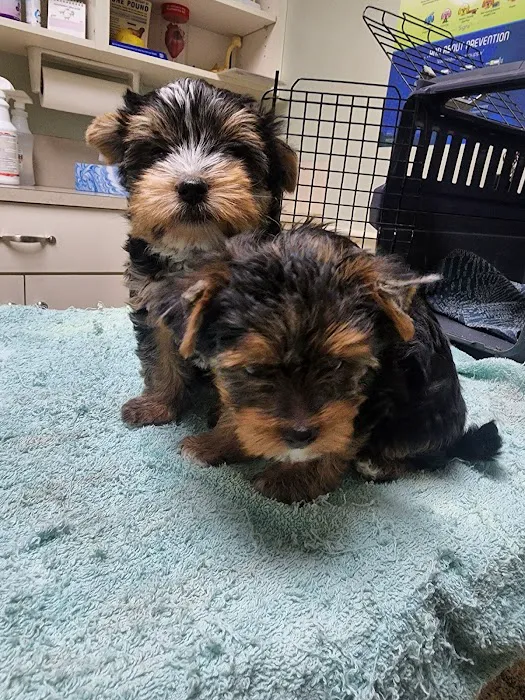 Cherryville Animal Hospital 6