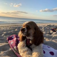 Turner Animal Clinic ico