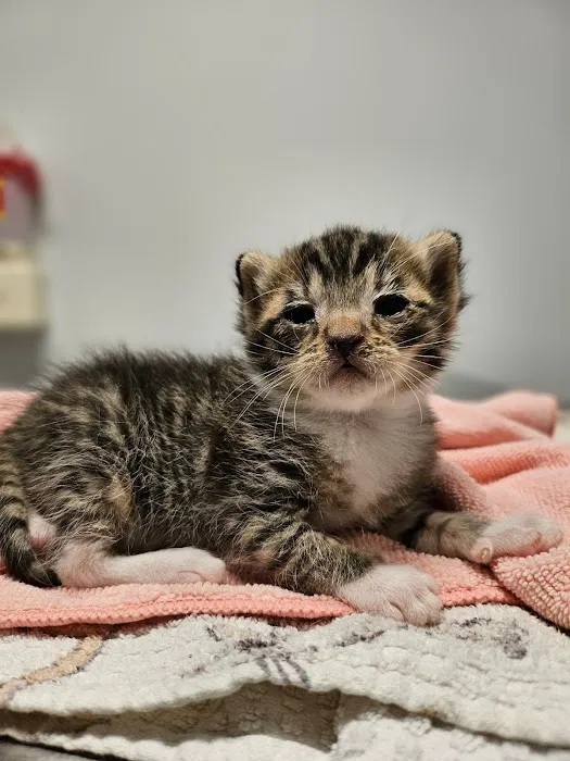 Turner Animal Clinic 8