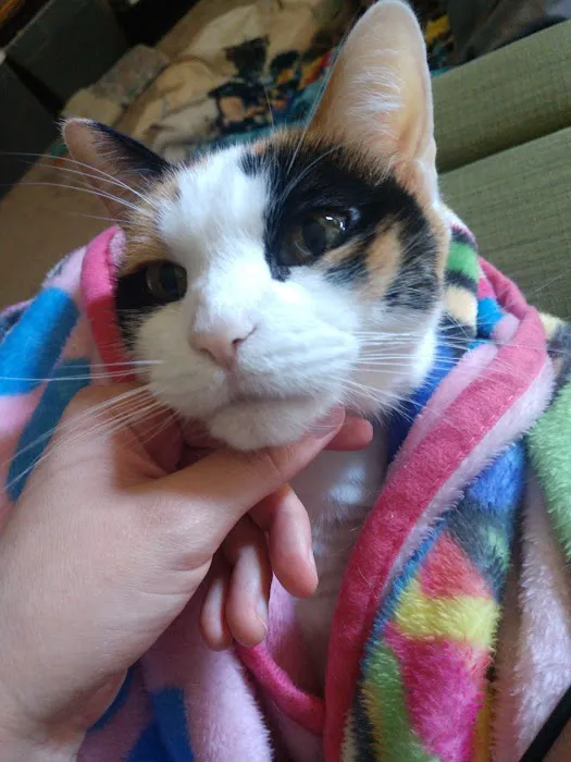 Morganton Animal Clinic 4