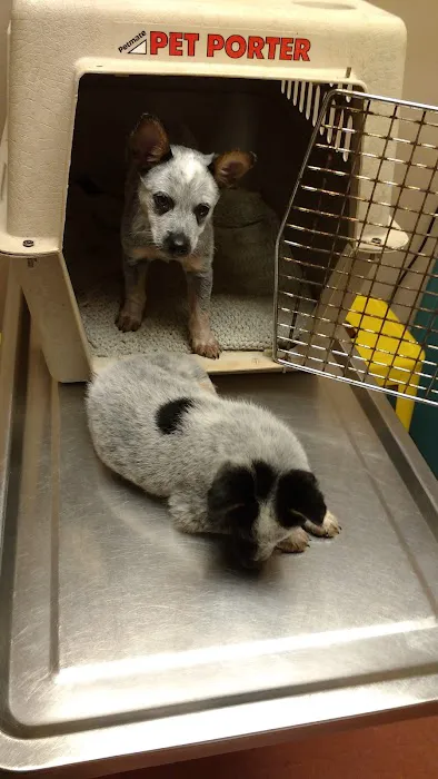 Morganton Animal Clinic 6