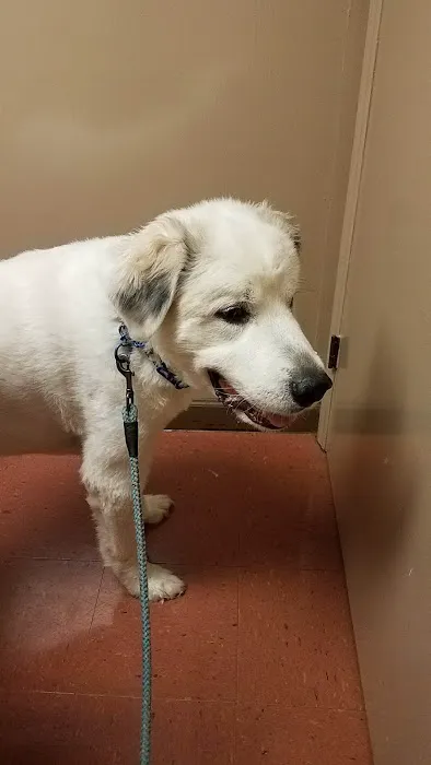 Morganton Animal Clinic 1
