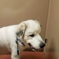 Morganton Animal Clinic ico