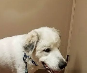 Morganton Animal Clinic
