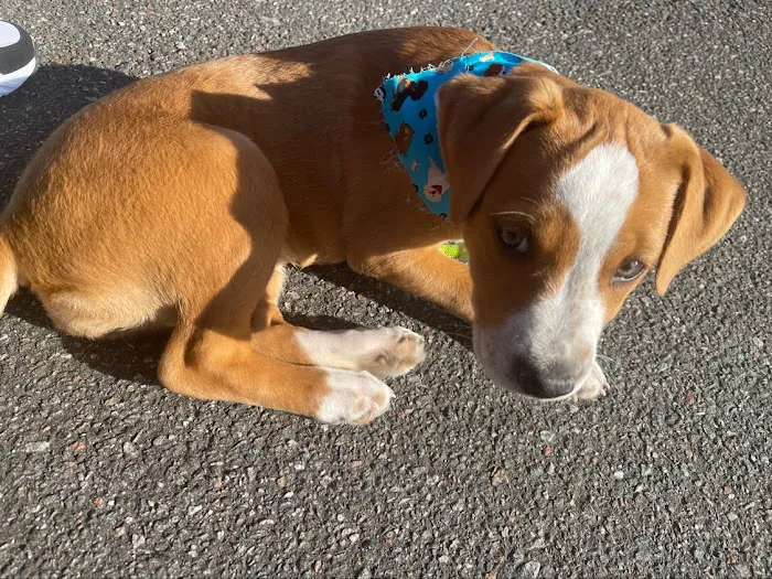 Morganton Animal Clinic 5