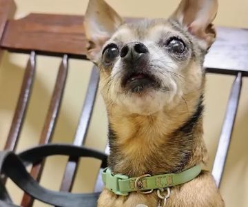 Healthy Petz Family Vet