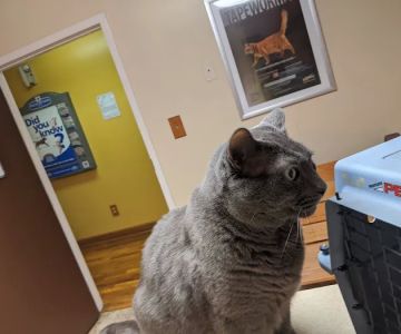 Medicine Man Veterinary Hospital, PLLC
