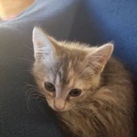 Burke Animal Clinic ico