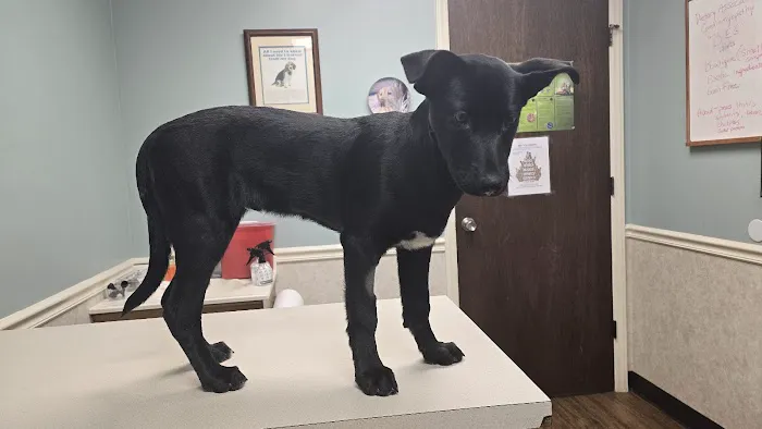 Burke Animal Clinic 5