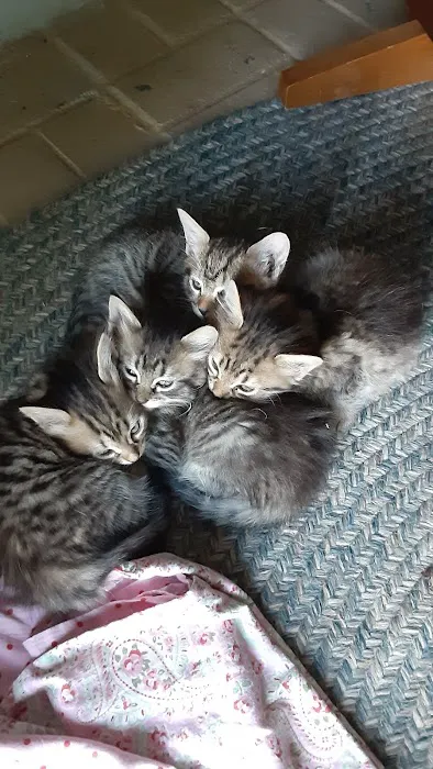 Mitchell Veterinary Hospital 4