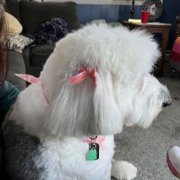 Stewart's Mountain View Animal Hospital ico