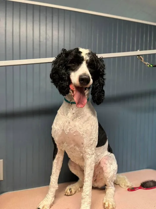 Piedmont Animal Hospital 4