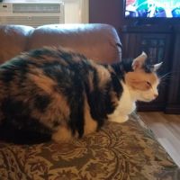 Piedmont Animal Hospital ico