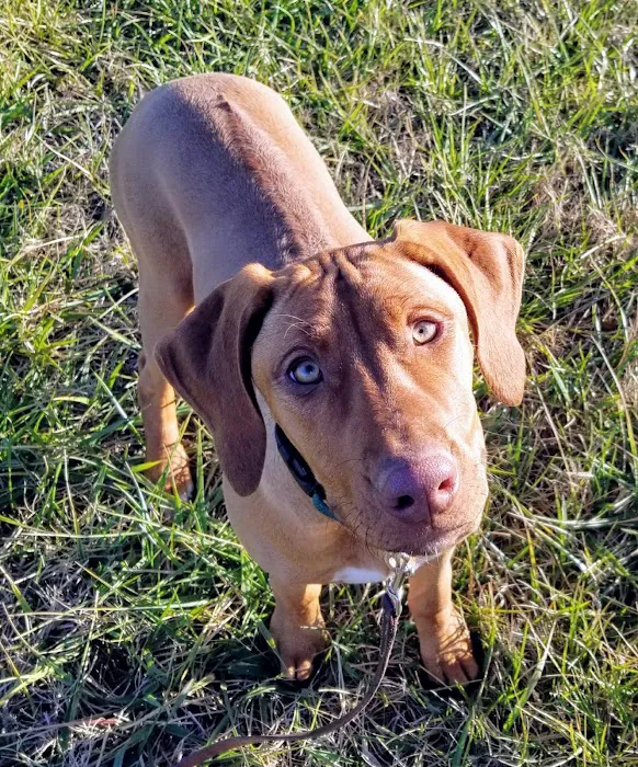 Piedmont Animal Hospital 3