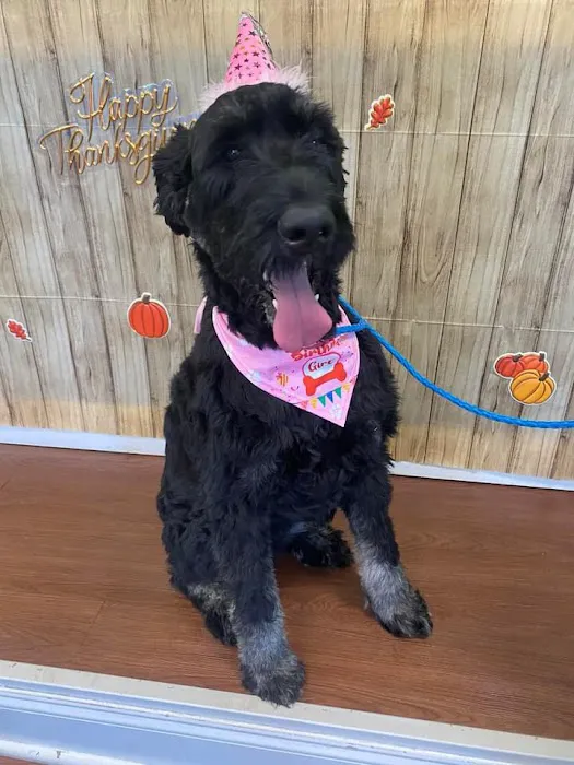 Piedmont Animal Hospital 10