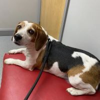 West Lincoln Veterinary Hospital ico