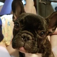 The Pet Hospital ico