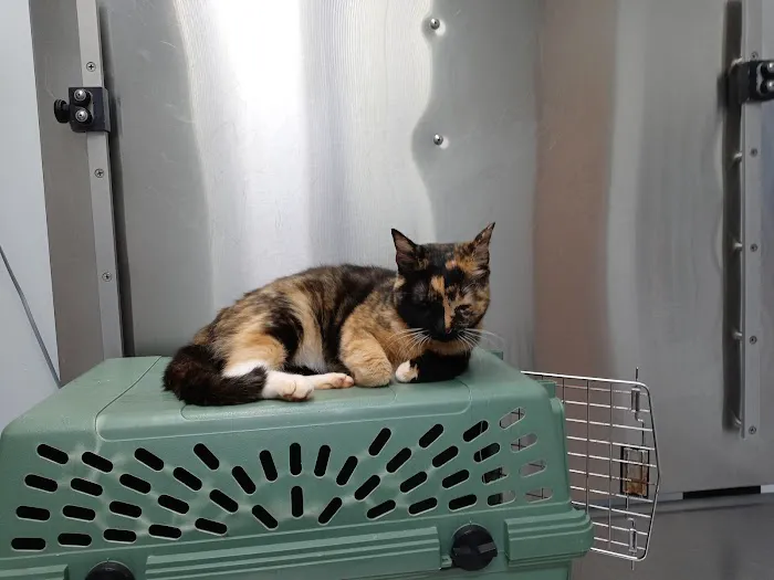The Pet Hospital 8