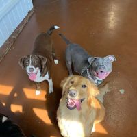 Grace Animal Hospital ico