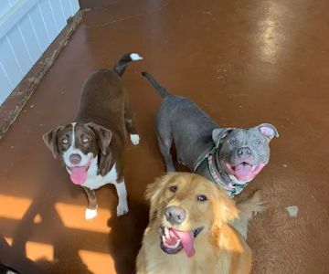 Grace Animal Hospital