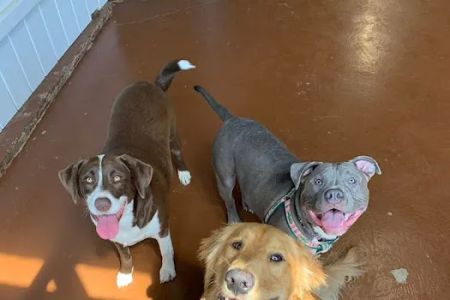 Grace Animal Hospital