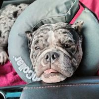 Desoto County Animal Clinic - Formerly Brooks Road Animal Hospital ico