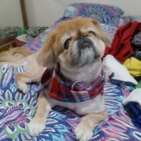 Community Pet Hospital ico