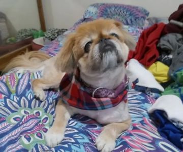 Community Pet Hospital