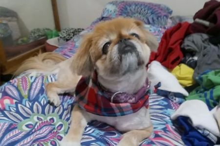 Community Pet Hospital