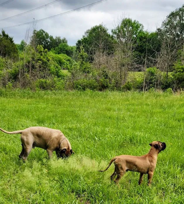 Community Pet Hospital 12
