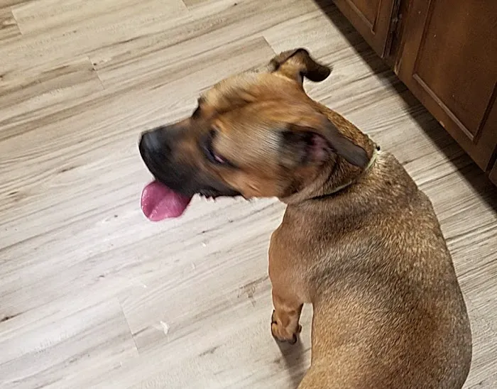 Community Pet Hospital 12