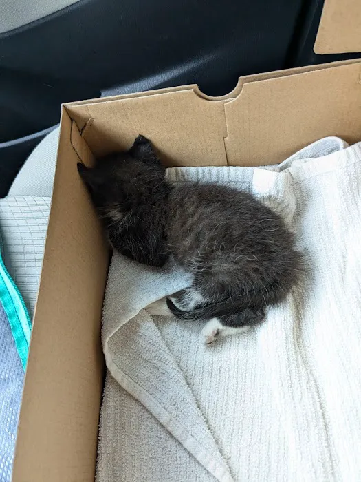 Community Pet Hospital 12