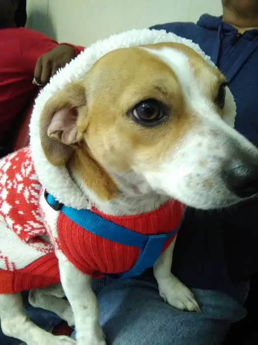 Community Pet Hospital 12