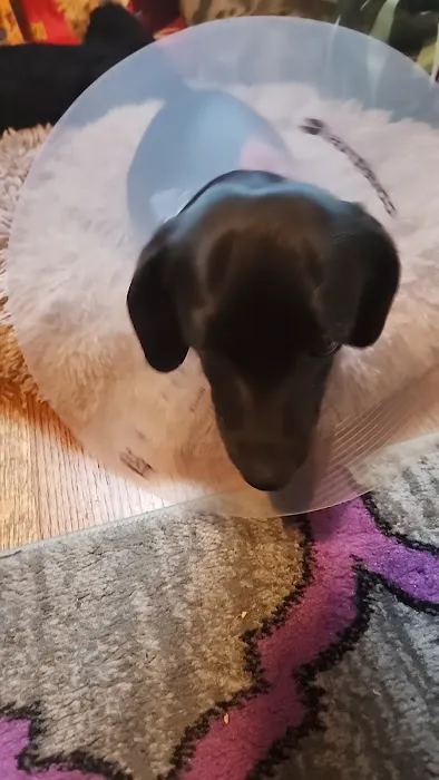 Community Pet Hospital 12