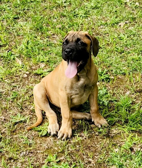Community Pet Hospital 12