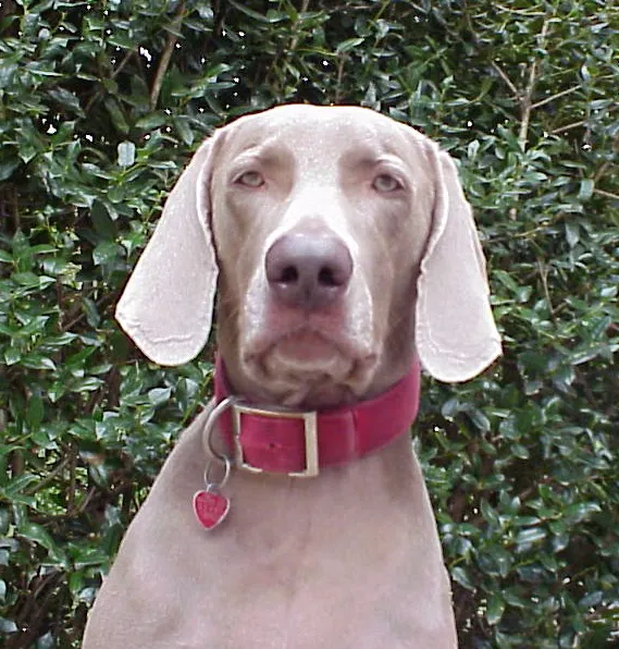 Gentle Care Animal Hospital 12