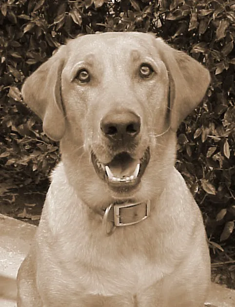 Gentle Care Animal Hospital 12