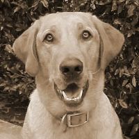 Gentle Care Animal Hospital ico